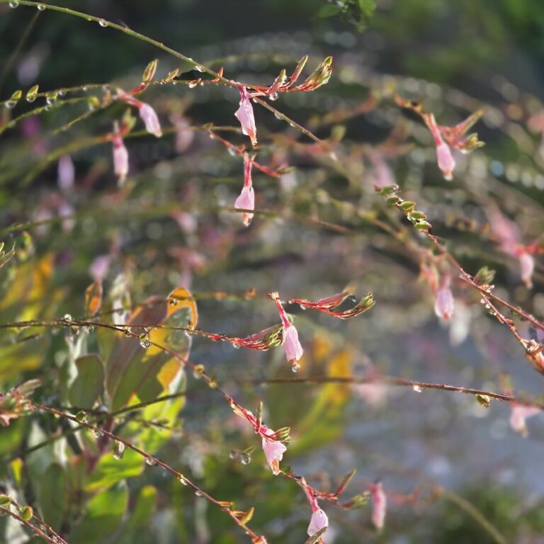 Flowers Garden